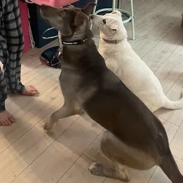 A young large-sized female Brown / Chocolate Husky dog named Hip Hop for adoption in Buffalo, MN