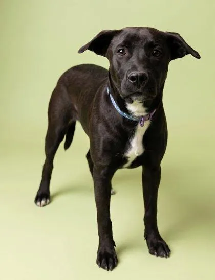 A young small-sized male Labrador Retriever dog named Nanock for adoption in Bowling Green, KY