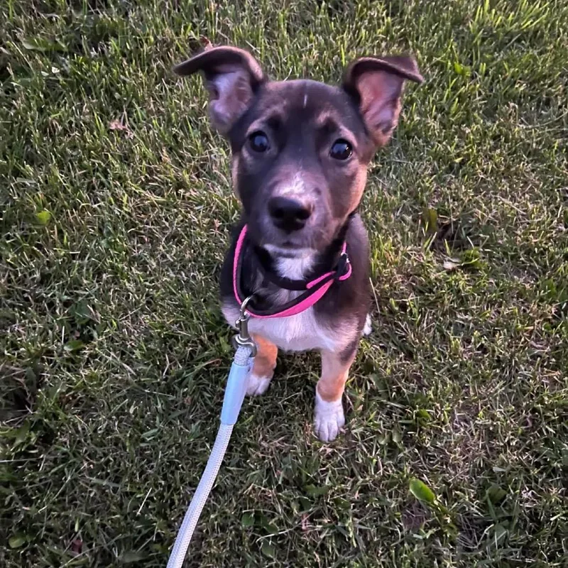 A baby small-sized male Black Mixed Breed dog named Sunday for adoption in Tomah, WI