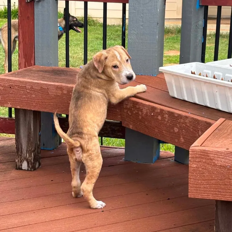 A baby medium-sized male Yellow / Tan / Blond / Fawn Shar-Pei dog named Waylon Rw for adoption in Austin, TX