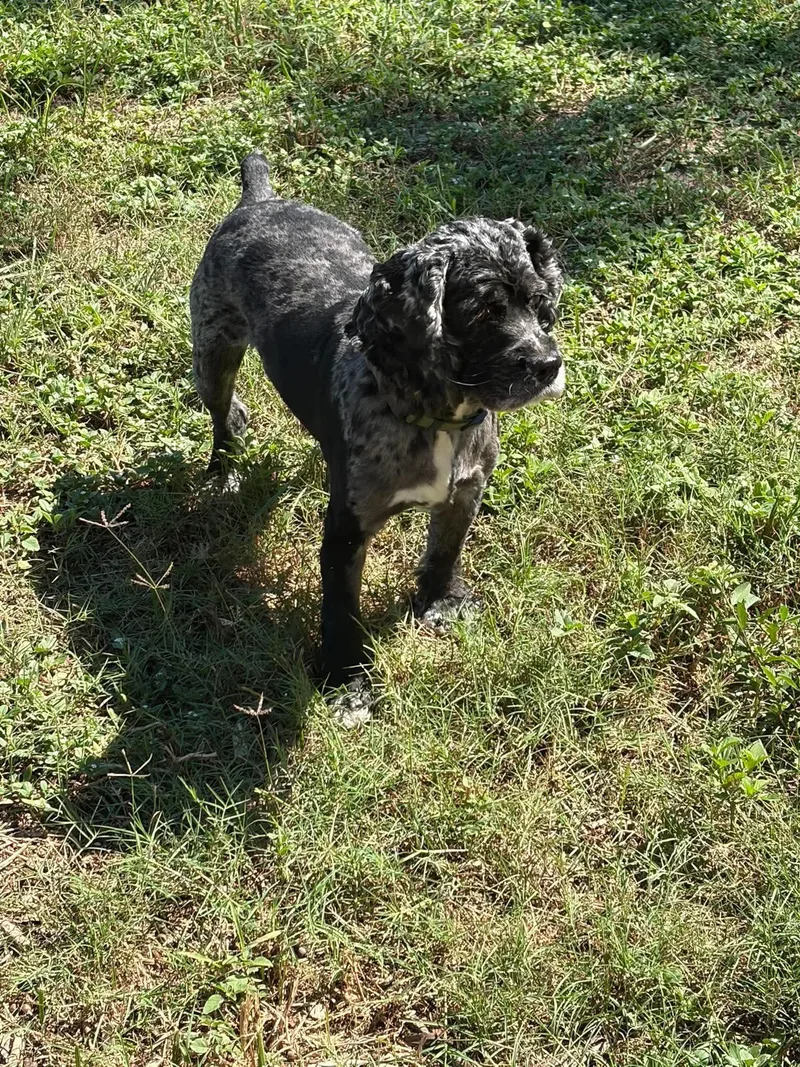 An adult medium-sized female Cocker Spaniel dog named Millie for adoption in Panama City, FL