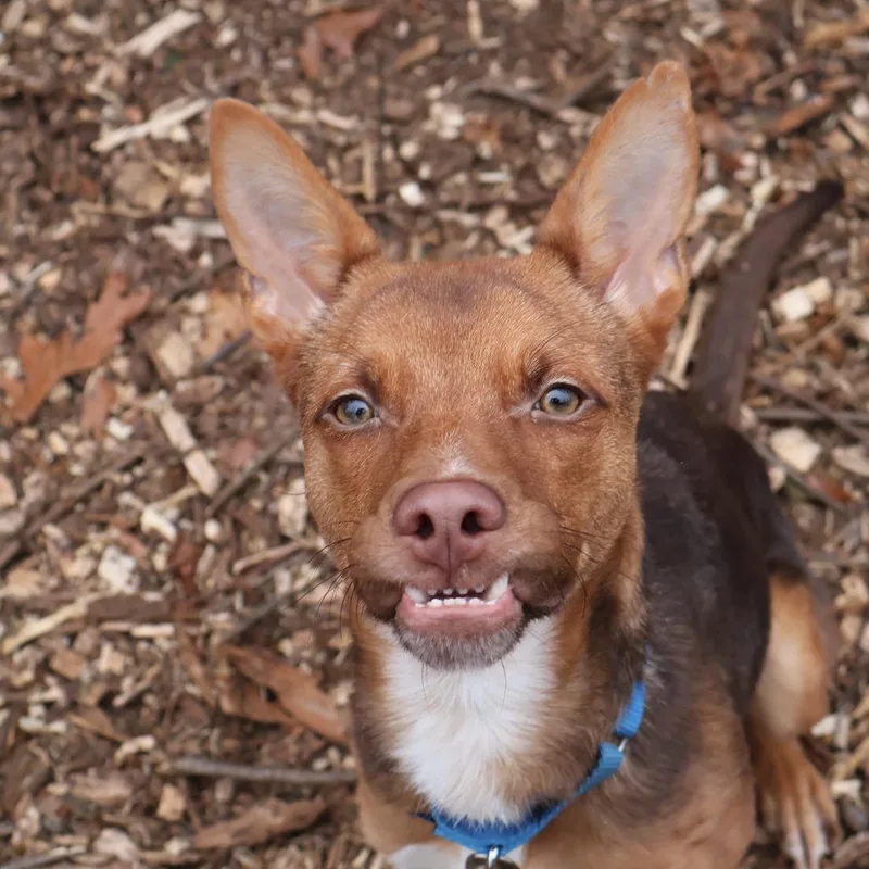 An adult small-sized female Brown / Chocolate Mixed Breed dog named Foxy for adoption in Briarcliff Manor, NY
