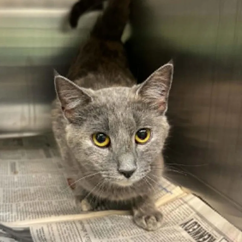 A young small-sized female Gray / Blue / Silver Domestic Short Hair cat named Raina for adoption in Shinnston, WV