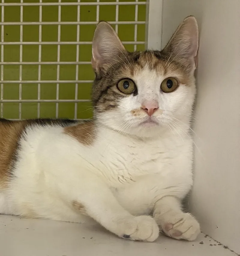A young medium-sized female Calico Domestic Short Hair cat named Daisy for adoption in Bridgeport, CT