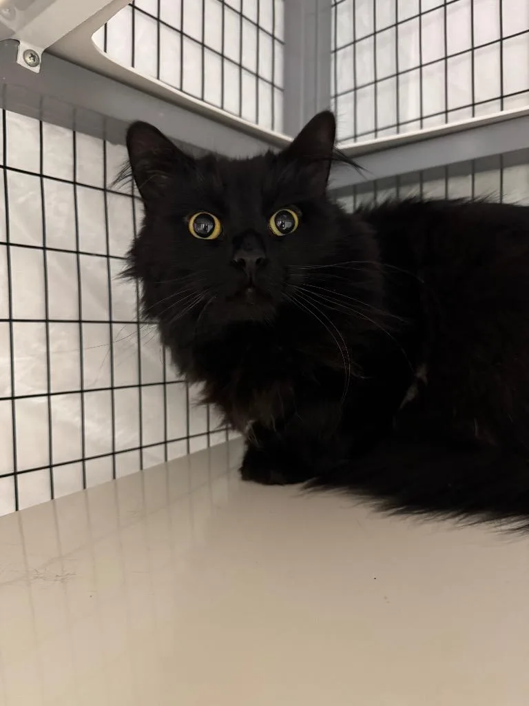 An adult large-sized male Domestic Long Hair cat named Vanta for adoption in Grants Pass, OR