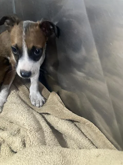 A baby small-sized female Mixed Breed dog named Atlas for adoption in Dallas, TX