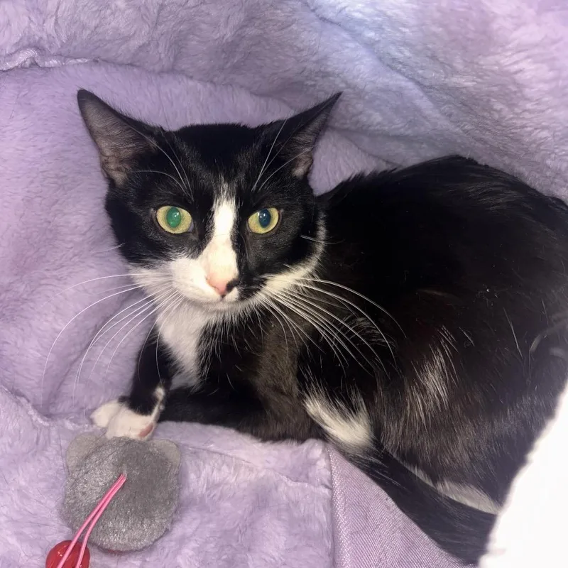 A young medium-sized female Black Domestic Short Hair cat named Cloche for adoption in Binghamton, NY