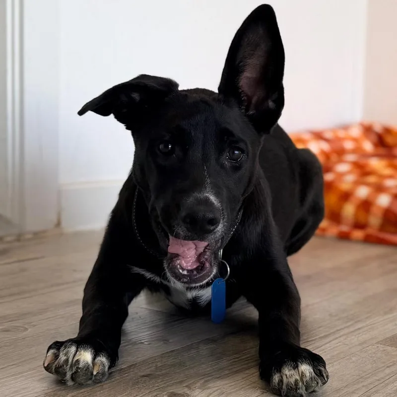 A young large-sized female Labrador Retriever dog named Snookums for adoption in Green Bay, WI