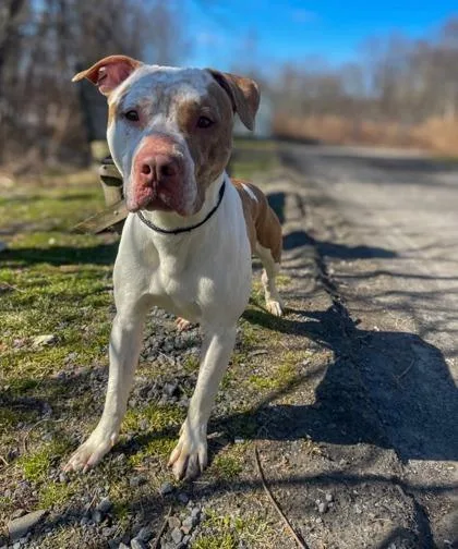 An adult small-sized male Mixed Breed dog named Bane for adoption in Clarks Summit, PA