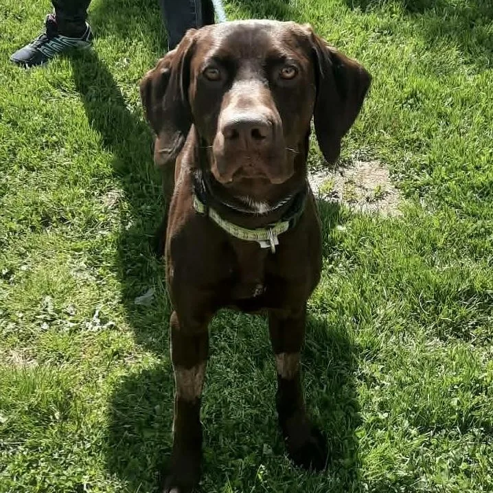 An adult large-sized male German Shorthaired Pointer dog named Tanner for adoption in Philadelphia, PA
