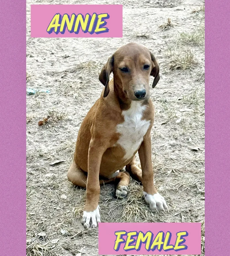 A baby medium-sized female Wirehaired Terrier dog named Annie for adoption in Manchester, CT