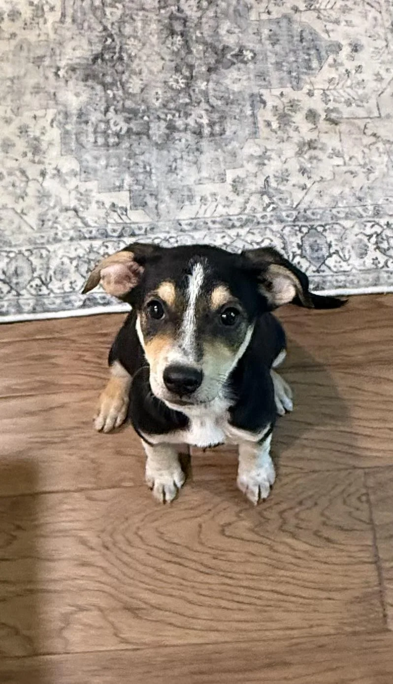 A baby medium-sized female Black Beagle dog named Beth for adoption in Watertown, CT