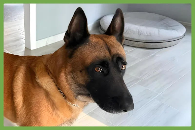 An adult medium-sized male Golden Belgian Shepherd / Malinois dog named Wujoy for adoption in Amherst, MA