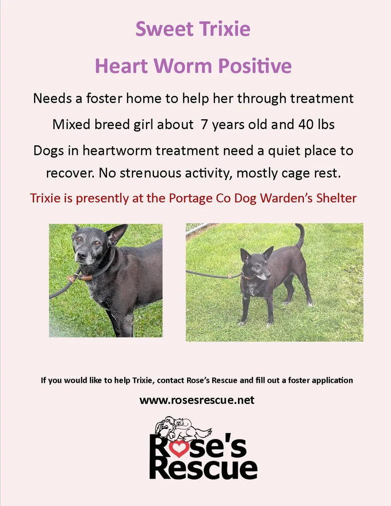 An adult medium-sized female Terrier dog named Trixie HEARTWORM POSITIVE for adoption in Rootstown, OH