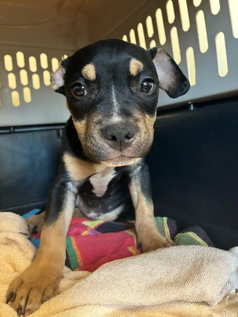 A baby medium-sized male Mixed Breed dog named Kurt for adoption in Warren, MI