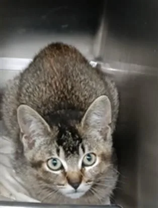 A baby small-sized female Domestic Short Hair cat named Parton for adoption in Los Angeles, CA