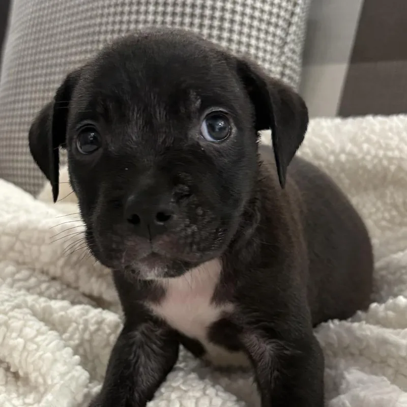 A baby small-sized male Gray / Blue / Silver Pit Bull Terrier dog named Hank ~ Coming Soon!!! for adoption in Chicago, IL