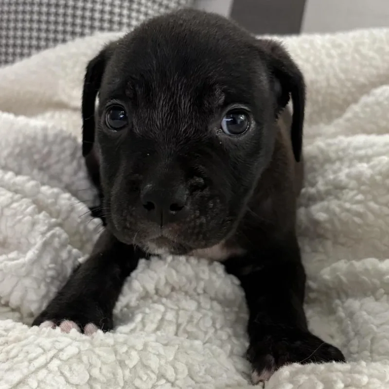 Hank ~ Coming Soon!!! thumbnail 2