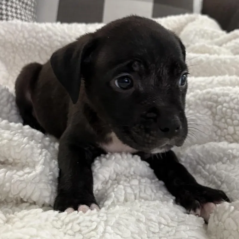 Hank ~ Coming Soon!!! thumbnail 3