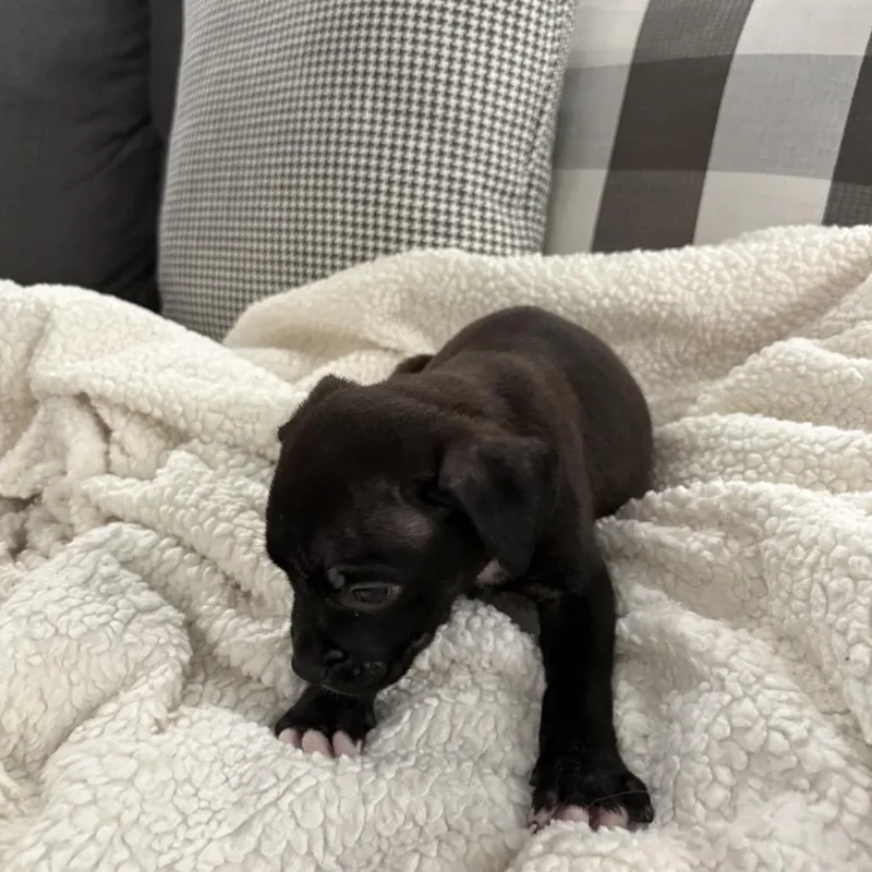 Hank ~ Coming Soon!!! thumbnail 4