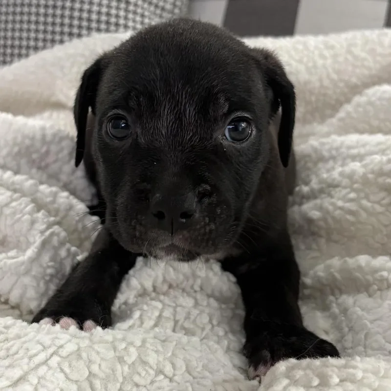 Hank ~ Coming Soon!!! thumbnail 5