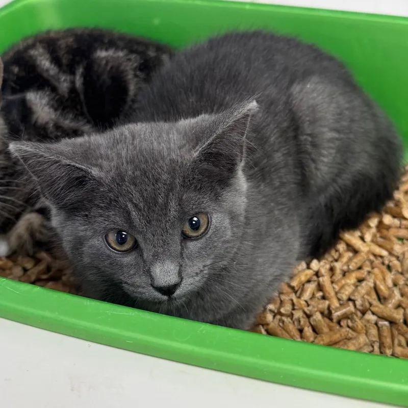 A baby small-sized male Gray / Blue / Silver Domestic Short Hair cat named Feral Jackson for adoption in Columbiana, AL