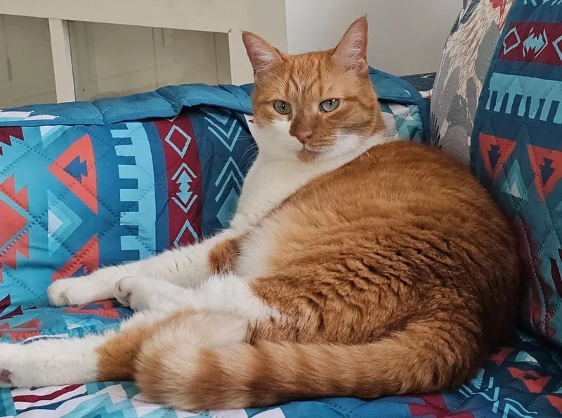 A senior medium-sized male Orange & White Domestic Short Hair cat named Andy for adoption in Smyrna, DE
