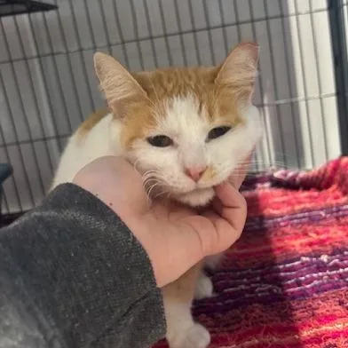 An adult medium-sized female Orange / Red Domestic Short Hair cat named Creamsicle for adoption in Mooresville, NC