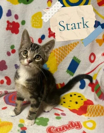 Stark