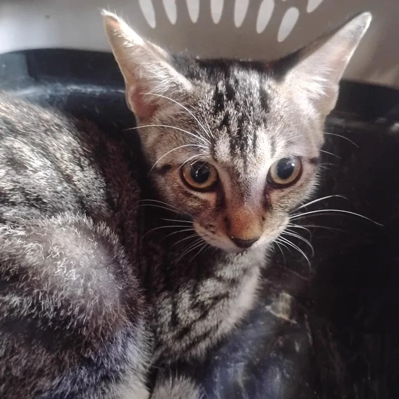 An adult medium-sized male Domestic Short Hair cat named Renfield for adoption in Austin, TX