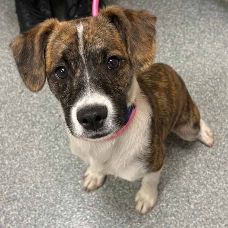 A young small-sized male Brindle Mixed Breed dog named Urban for adoption in Batavia, OH