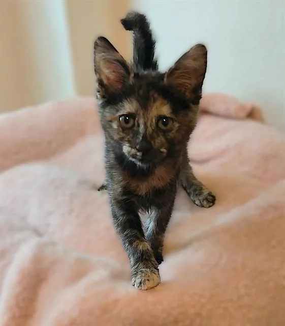 A baby small-sized female Domestic Short Hair cat named Elle for adoption in Sacramento, CA
