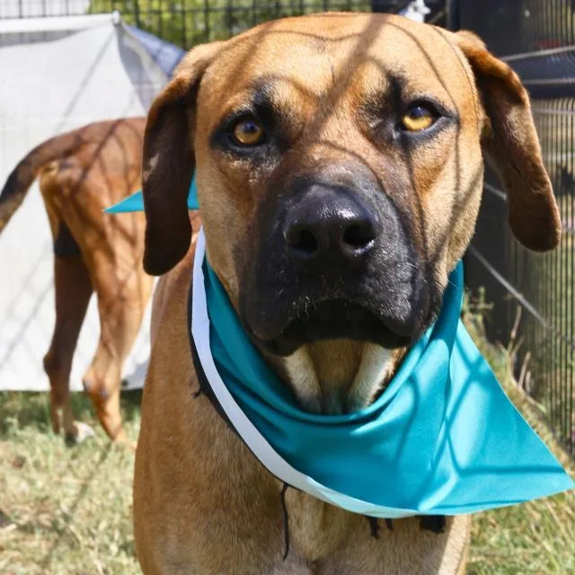 An adult large-sized male Retriever dog named Davinci for adoption in San Antonio, TX