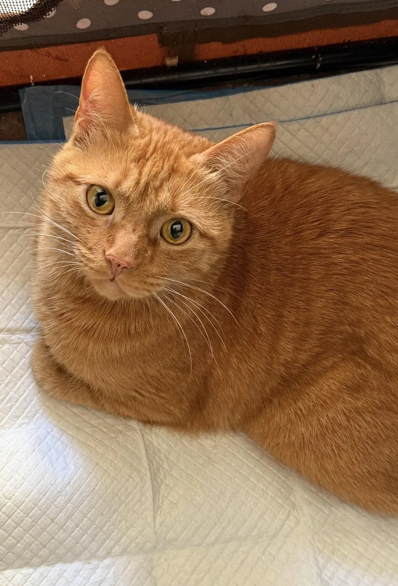 An adult medium-sized male Orange / Red Domestic Short Hair cat named Carl for adoption in Walled Lake, MI