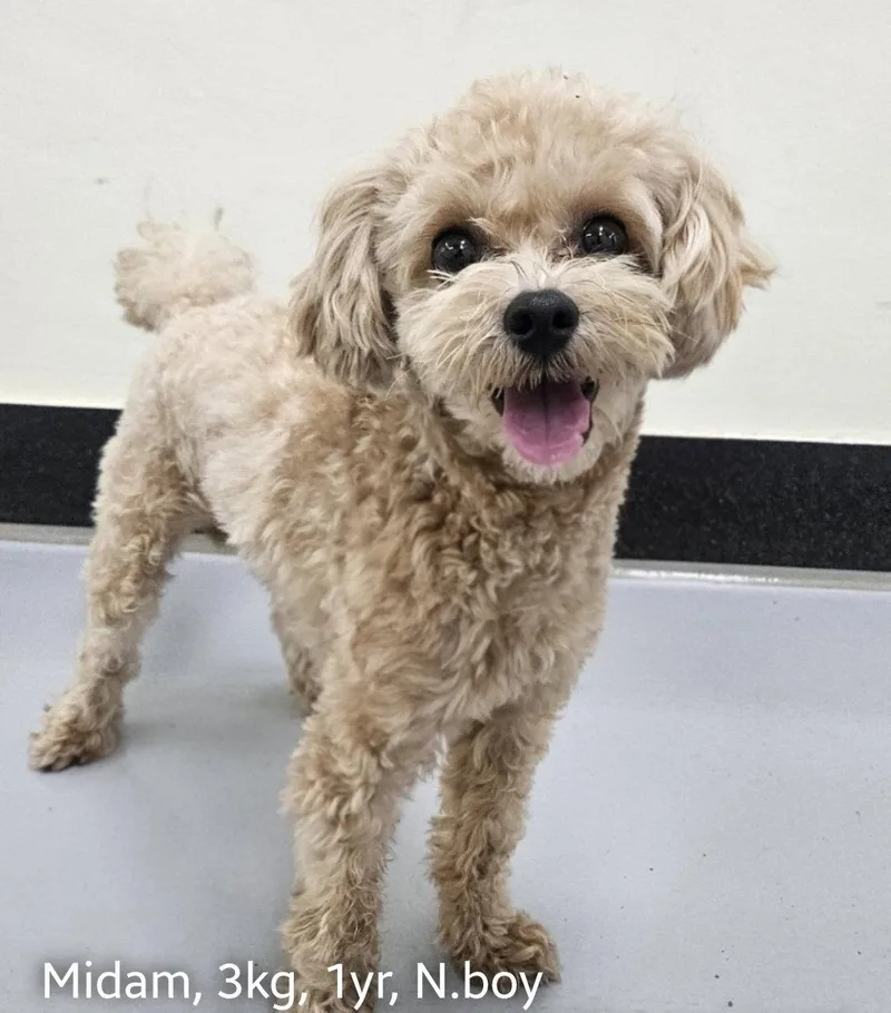 A young small-sized male Poodle dog named Midam for adoption in Agoura Hills, CA