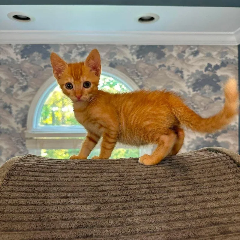 A baby small-sized male Orange / Red Domestic Short Hair cat named Copper for adoption in Parrish, AL