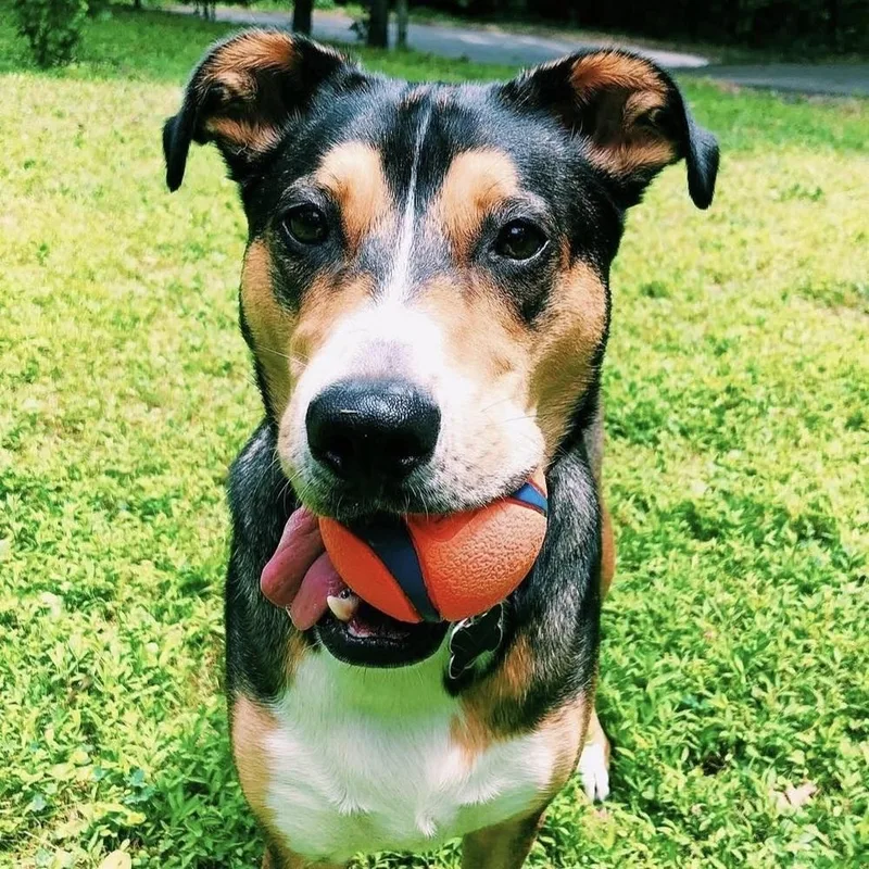 A senior medium-sized male Mixed Breed dog named Lucious for adoption in Long Island City, NY