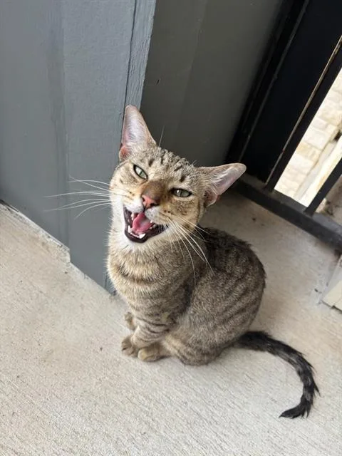 A young medium-sized male Domestic Short Hair cat named Boots for adoption in San Antonio, TX
