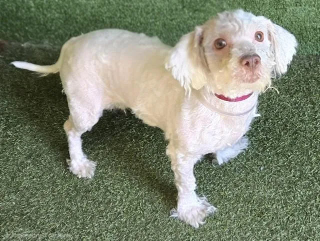 An adult medium-sized female Maltese dog named Cutie Pie for adoption in Lancaster, CA