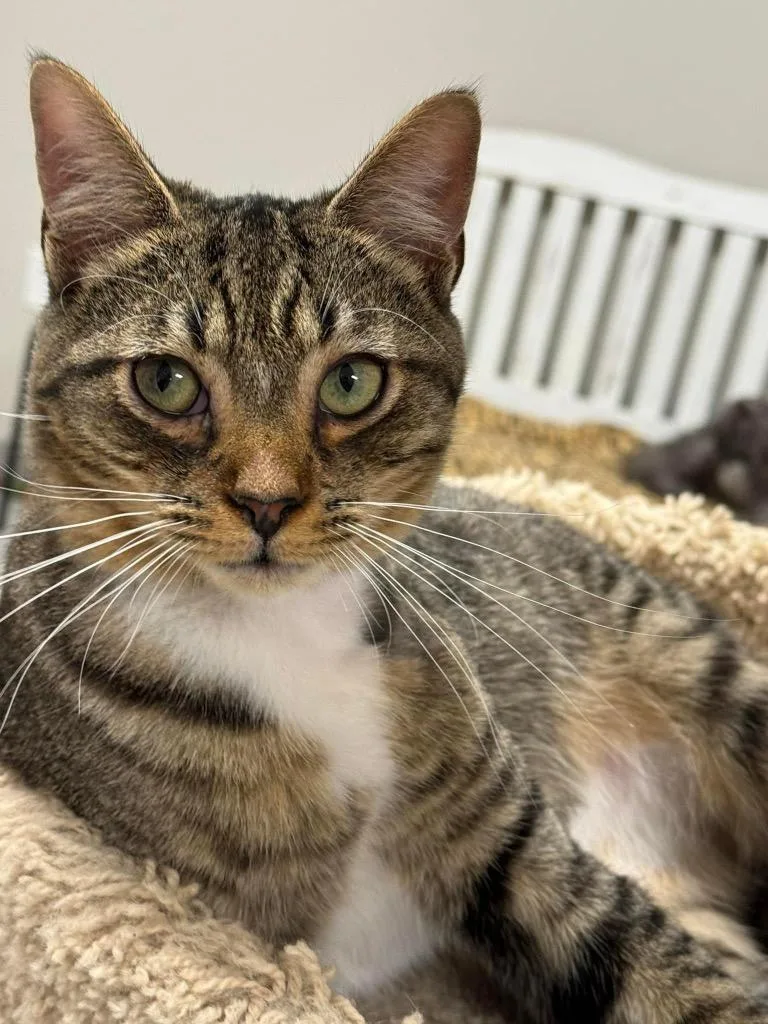 An adult small-sized male Domestic Short Hair cat named Zypher for adoption in Dalton, GA