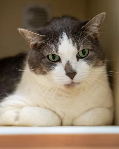 An adult large-sized male Domestic Short Hair cat named Big Mac for adoption in Pequot Lakes, MN