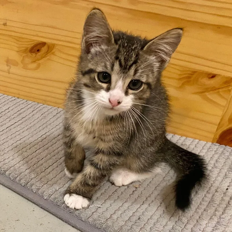 A baby medium-sized male Tabby (Brown / Chocolate) Domestic Short Hair cat named Owen for adoption in Jamestown, ND