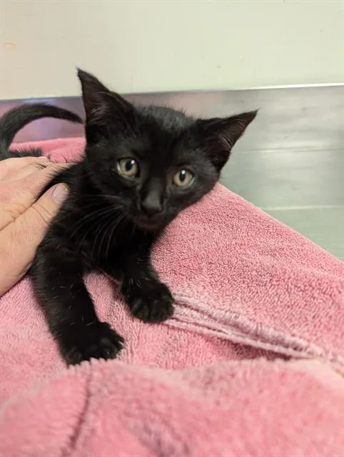 A baby small-sized male Domestic Short Hair cat named Edison for adoption in Santa Cruz, CA