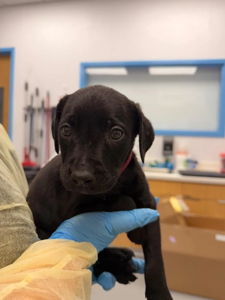 A baby small-sized male Labrador Retriever dog named Banjo for adoption in Hartsville, SC