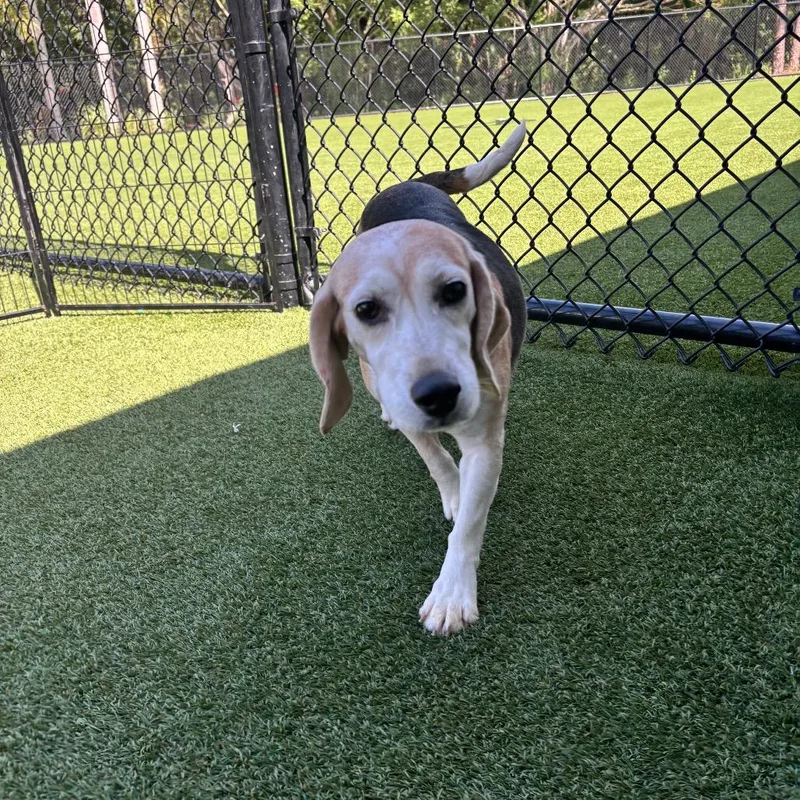 A senior small-sized female Yellow / Tan / Blond / Fawn Beagle dog named ?QK aka Dior for adoption in LOXAHATCHEE, FL