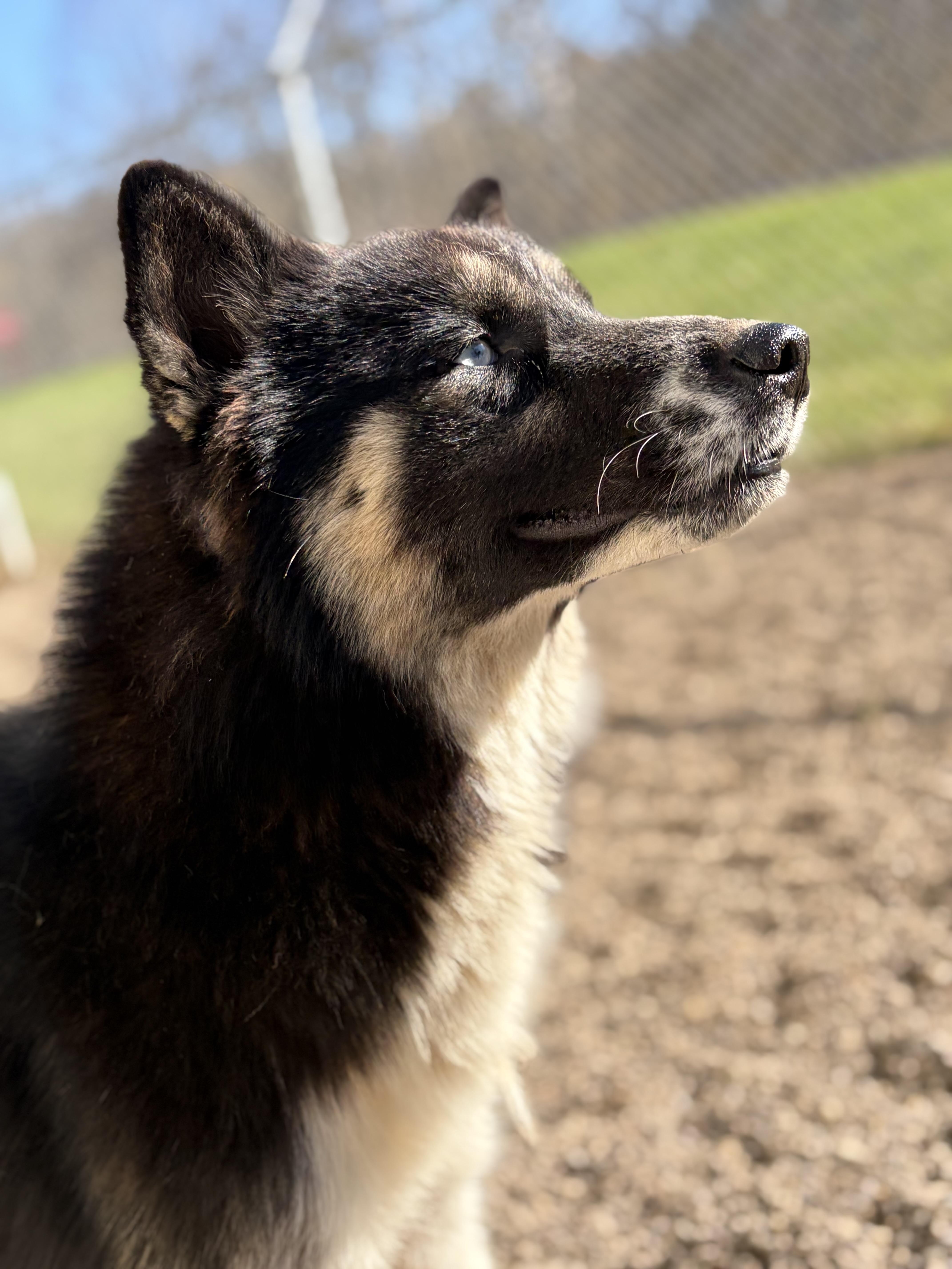 An adult medium-sized female Husky dog named Sprinkles for adoption in Pomeroy, OH