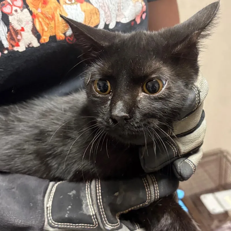An adult small-sized female Black Domestic Short Hair cat named Noche for adoption in Yuma, AZ