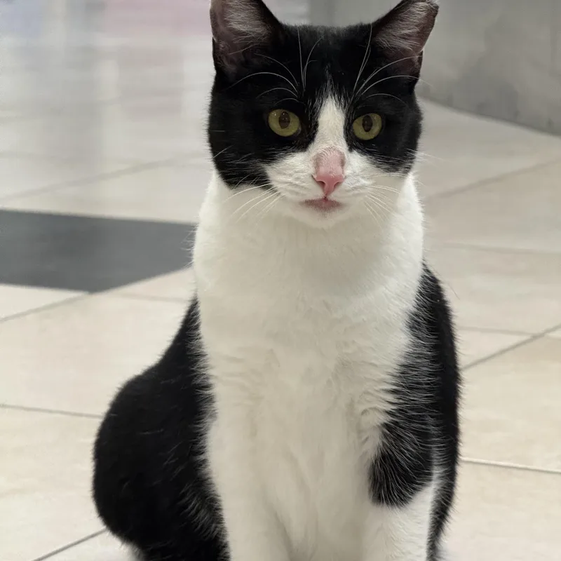 An adult large-sized female Domestic Short Hair cat named Diva for adoption in Plymouth, MA