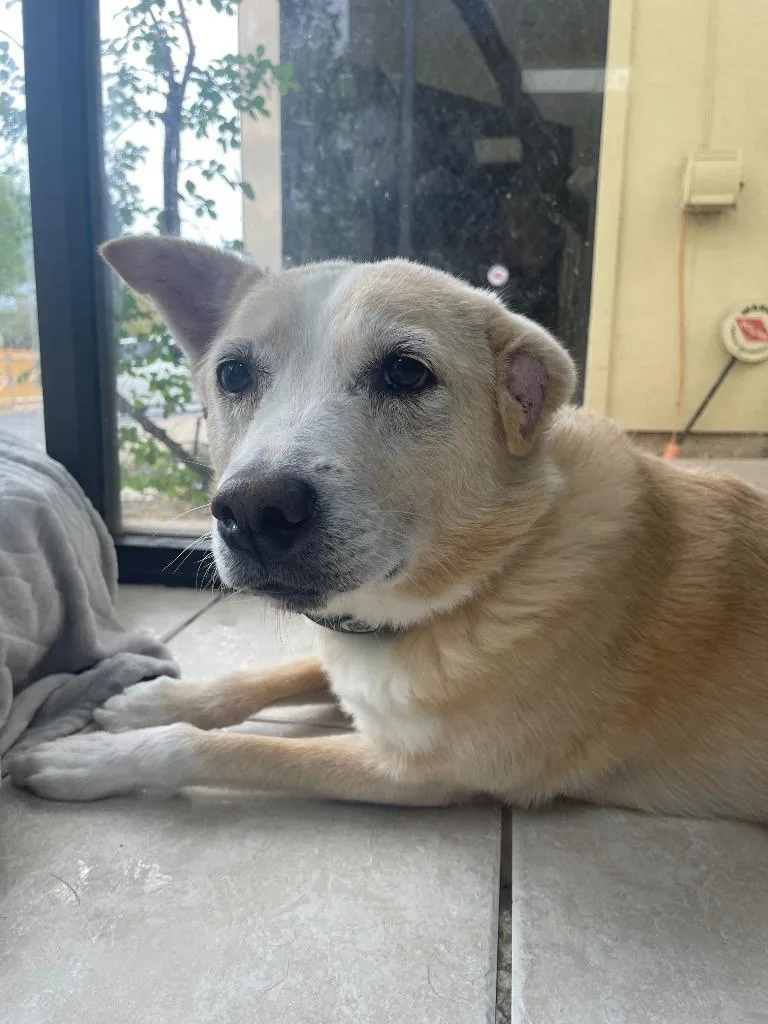 A senior small-sized male Cattle Dog dog named Bodhi for adoption in Fort Worth, TX
