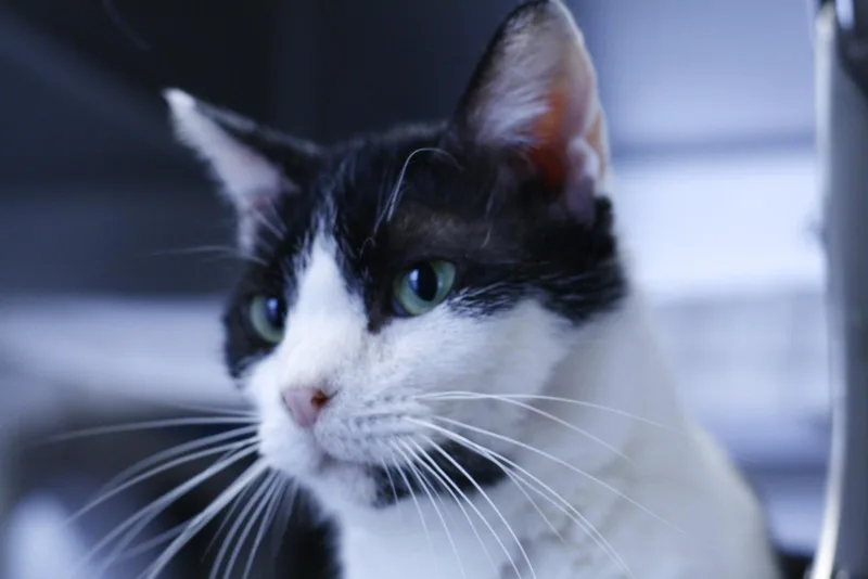 An adult medium-sized female Black & White / Tuxedo Domestic Short Hair cat named Miss Daisy for adoption in Lancaster, PA